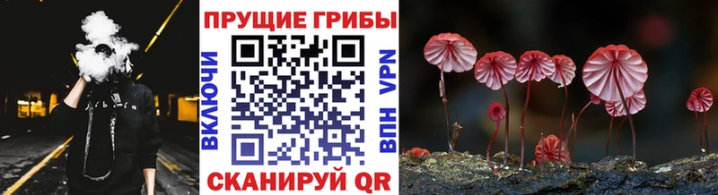 OMG ССЫЛКА Прохладный Псилоцибиновые грибы мухоморы